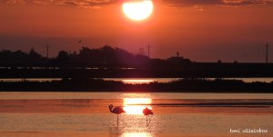 Flamencs a l'Enanyissada