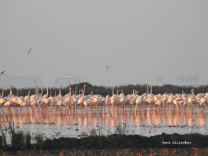 Flamencs a l'Enanyissada