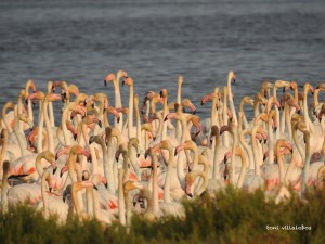Flamencs a la Tancada