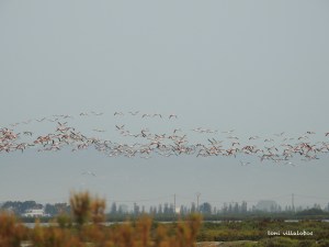 Vol de Flamencs.