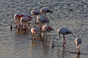 Flamencs al Delta de l'Ebre
