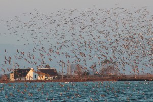 barraques i ocells Delta de l'Ebre