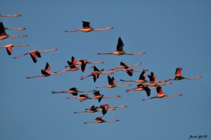 Jordi Gil Ferre_enjoyingdelta.com