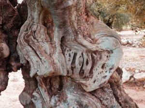Oliveres mil·lenàries de la Partida de l'Arion