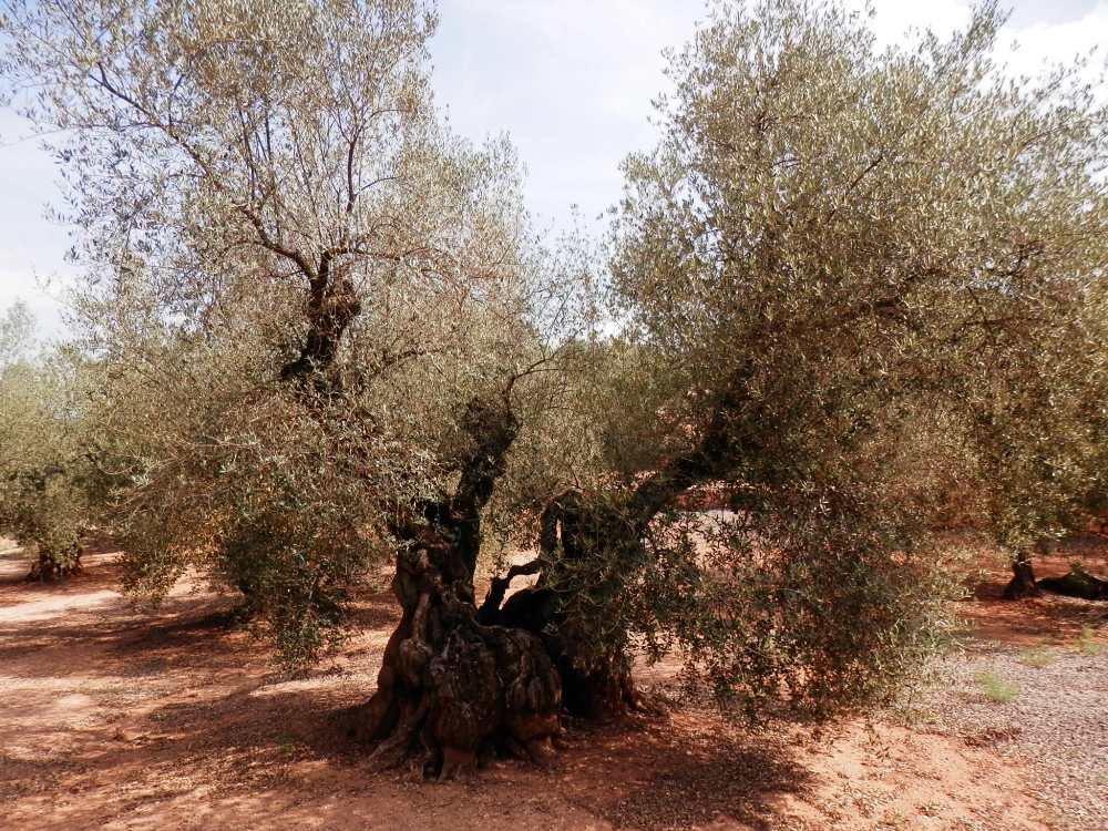 Oliveres mil·lenàries de la Partida de l'Arion