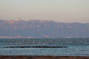 Observació d'aus al Delta