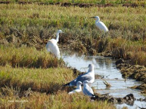 Tardor, temps d'ocells