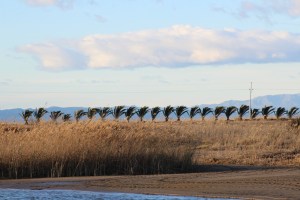 Dia de vent al delta de l'ebre