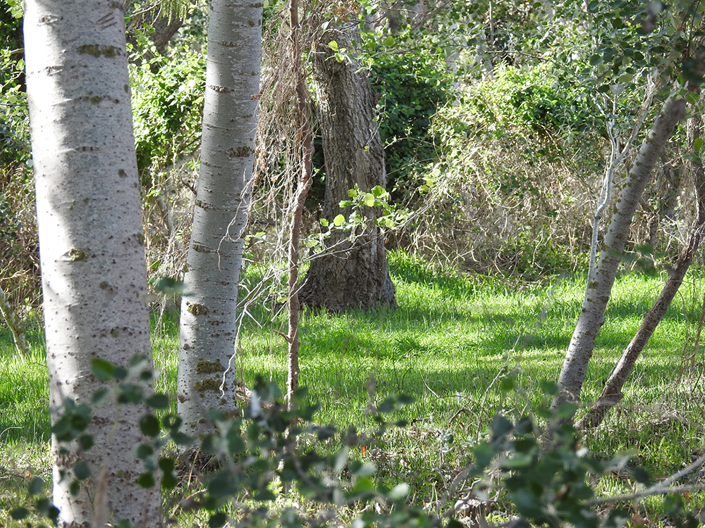 Bosc de ribera. Ruta de Migjorn